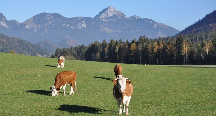 Landkreis Miesbach setzt Zeichen als „Glyphosatfreier Landkreis“ – Bild von holzijue auf Pixabay.