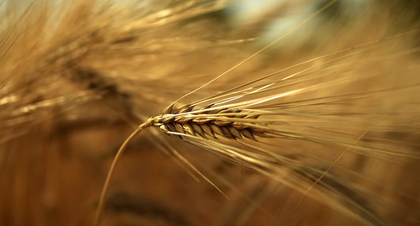 Agro-Gentechnik – Bild von Peggy Choucair auf Pixabay.